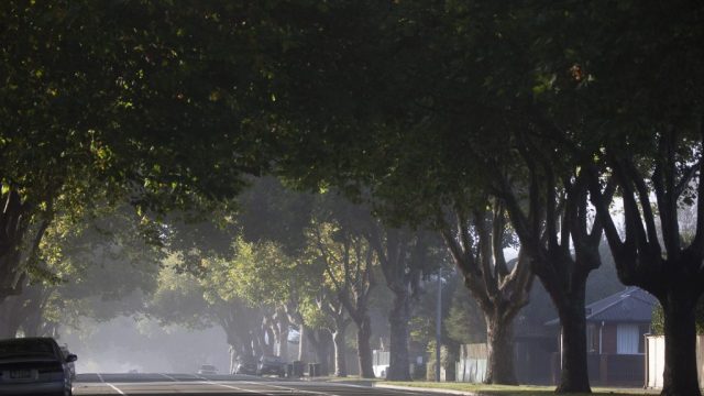 Why Urban Greening is Essential for Healthier Cities in New Zealand