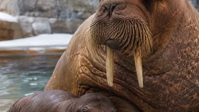 Historic Birth of Walrus Calf 