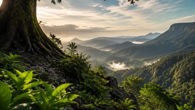 New Insights on Plant Survival
