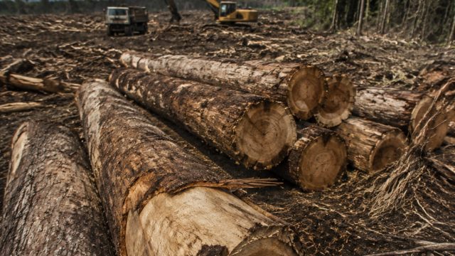Understanding Global Deforesta